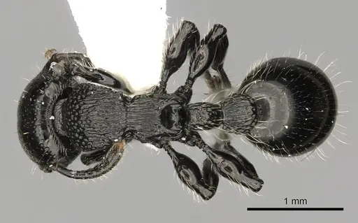 Procryptocerus nalini specimen INBIOCRI001238558 image inbiocri001238558_1