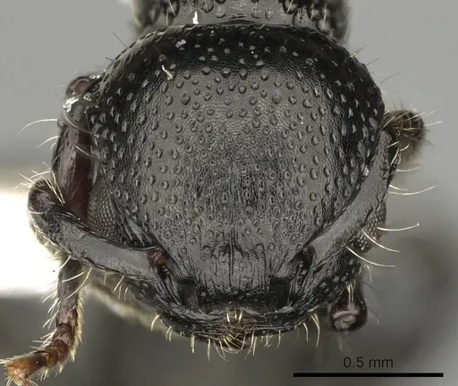 Procryptocerus nalini specimen INBIOCRI001238558 image inbiocri001238558_2