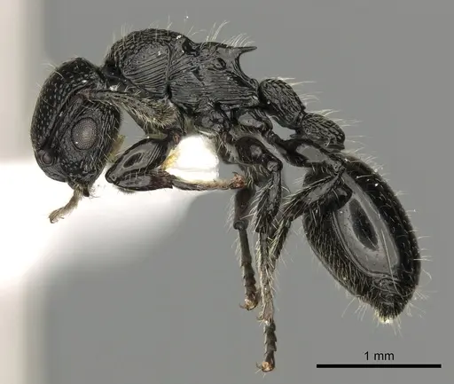 Procryptocerus nalini specimen INBIOCRI001238558 image inbiocri001238558_3