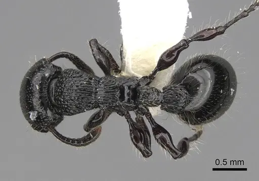 Procryptocerus nalini specimen INBIOCRI001238578 image inbiocri001238578_1