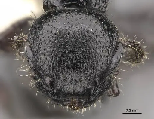 Procryptocerus nalini specimen INBIOCRI001238578 image inbiocri001238578_2