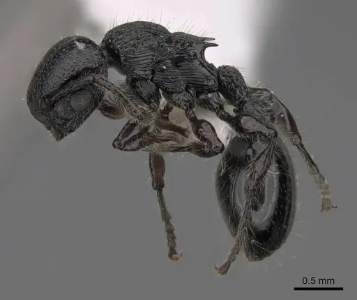 Procryptocerus nalini specimen INBIOCRI001238578 image inbiocri001238578_3
