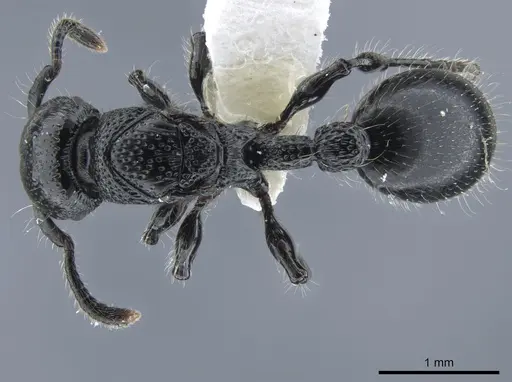 Procryptocerus nalini specimen INBIOCRI001238598 image inbiocri001238598_1