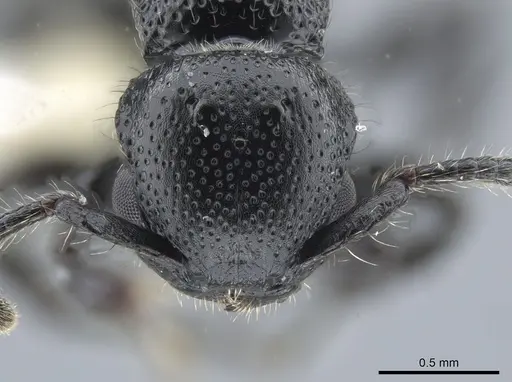 Procryptocerus nalini specimen INBIOCRI001238598 image inbiocri001238598_2