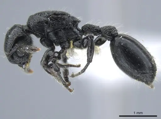 Procryptocerus nalini specimen INBIOCRI001238598 image inbiocri001238598_3