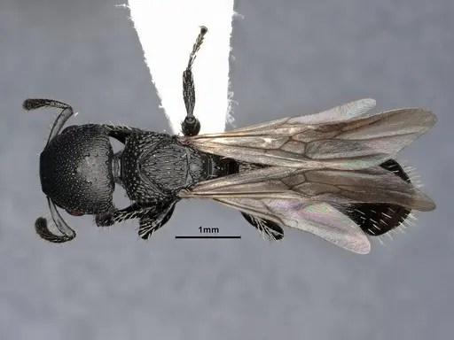 Procryptocerus paleatus specimen CASENT0884227 image casent0884227_1