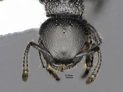 Procryptocerus paleatus specimen CASENT0884227 image casent0884227_2