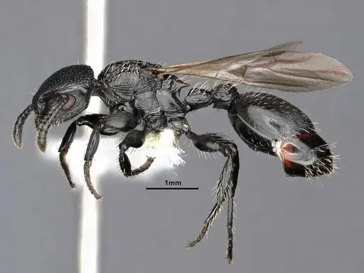 Procryptocerus paleatus specimen CASENT0884227 image casent0884227_3