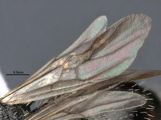 Procryptocerus paleatus specimen CASENT0884227 image casent0884227_4