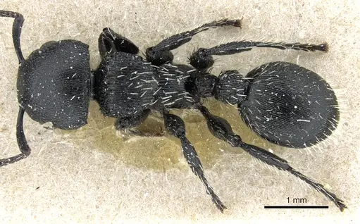 Procryptocerus paleatus specimen CASENT0904898 image casent0904898_1