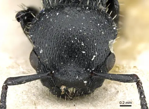 Procryptocerus paleatus specimen CASENT0904898 image casent0904898_2