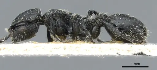 Procryptocerus paleatus specimen CASENT0904898 image casent0904898_3