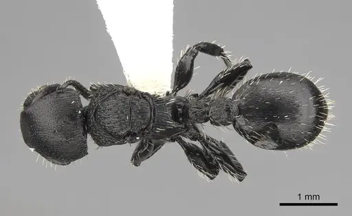 Procryptocerus paleatus specimen CASENT0922624 image casent0922624_1