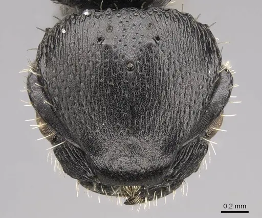 Procryptocerus paleatus specimen CASENT0922624 image casent0922624_2