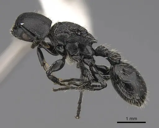 Procryptocerus paleatus specimen CASENT0922624 image casent0922624_3