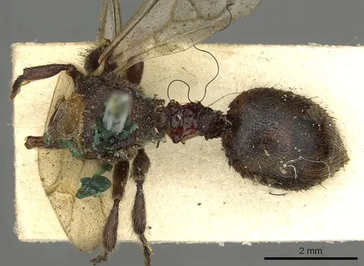 Procryptocerus petiolatus specimen CASENT0900229 image casent0900229_1