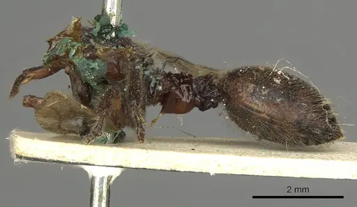 Procryptocerus petiolatus specimen CASENT0900229 image casent0900229_2