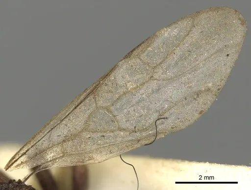 Procryptocerus petiolatus specimen CASENT0900229 image casent0900229_3