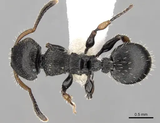 Procryptocerus pictipes specimen CASENT0280792 image casent0280792_1