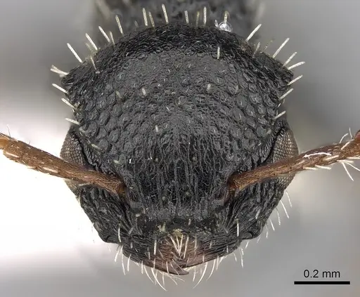 Procryptocerus pictipes specimen CASENT0280792 image casent0280792_2