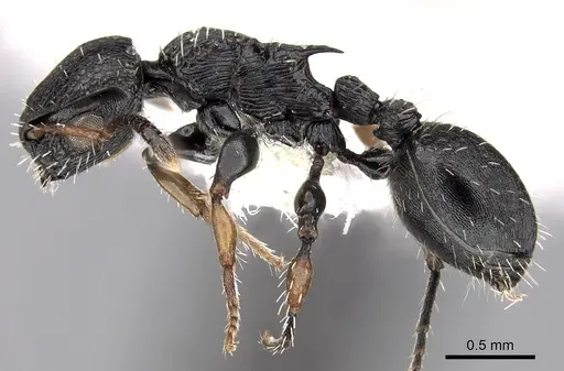 Procryptocerus pictipes specimen CASENT0280792 image casent0280792_3