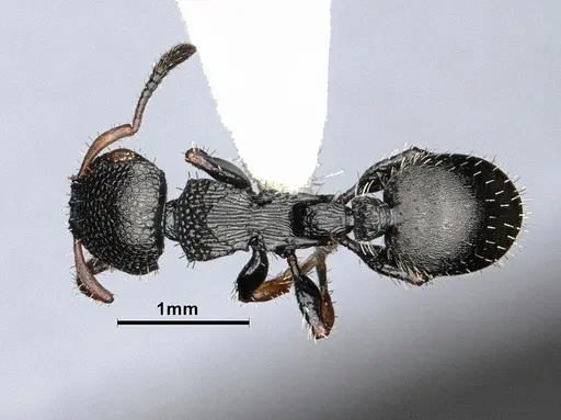 Procryptocerus pictipes specimen CASENT0884231 image casent0884231_1