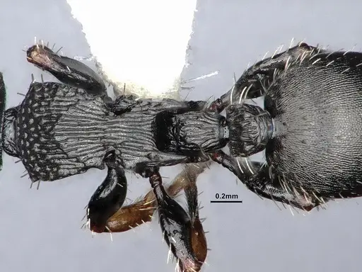 Procryptocerus pictipes specimen CASENT0884231 image casent0884231_2