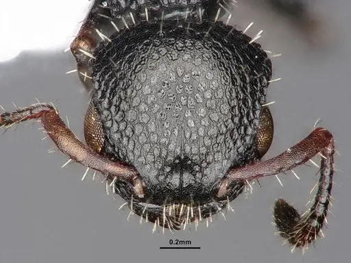 Procryptocerus pictipes specimen CASENT0884231 image casent0884231_3