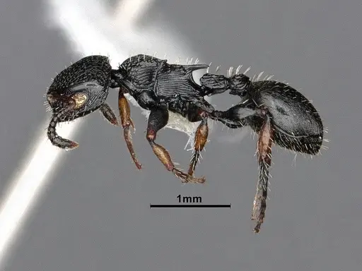 Procryptocerus pictipes specimen CASENT0884231 image casent0884231_4