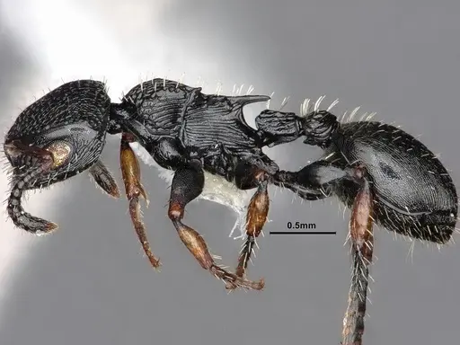 Procryptocerus pictipes specimen CASENT0884231 image casent0884231_5