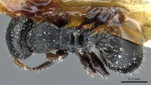 Procryptocerus pictipes specimen CASENT0904897 image casent0904897_1