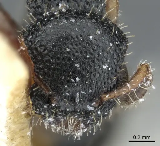 Procryptocerus pictipes specimen CASENT0904897 image casent0904897_2