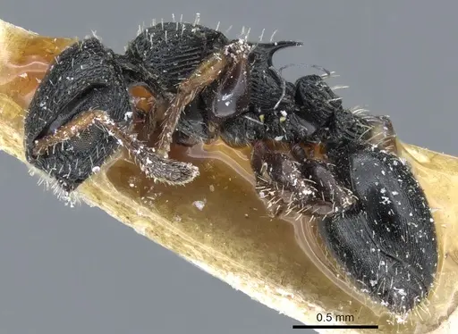 Procryptocerus pictipes specimen CASENT0904897 image casent0904897_3