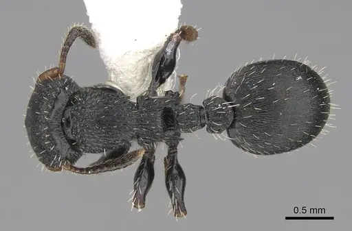 Procryptocerus pictipes specimen CASENT0922625 image casent0922625_1