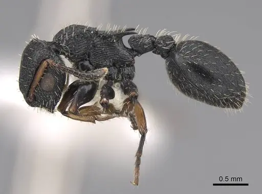 Procryptocerus pictipes specimen CASENT0922625 image casent0922625_3
