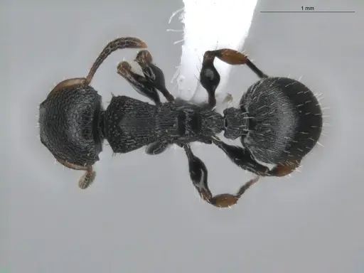 Procryptocerus pictipes specimen ECOFOG-BUG-0411-18 image ecofog-bug-0411-18_1