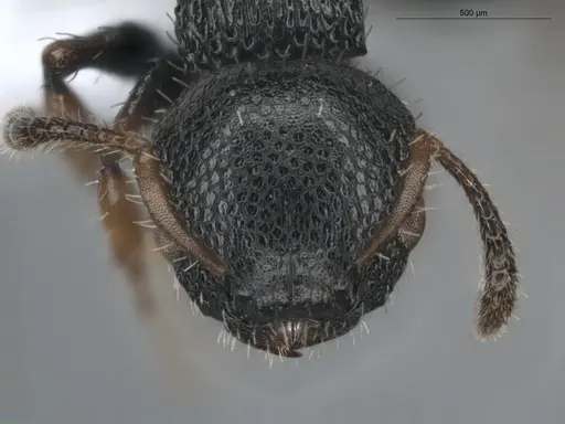 Procryptocerus pictipes specimen ECOFOG-BUG-0411-18 image ecofog-bug-0411-18_2