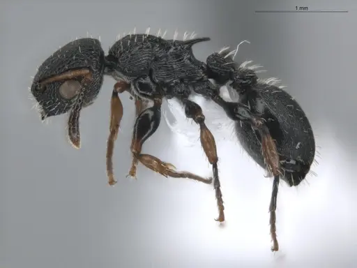 Procryptocerus pictipes specimen ECOFOG-BUG-0411-18 image ecofog-bug-0411-18_3
