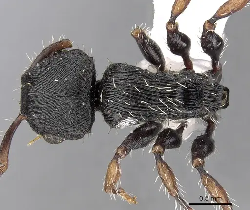 Procryptocerus regularis specimen CASENT0280789 image casent0280789_1