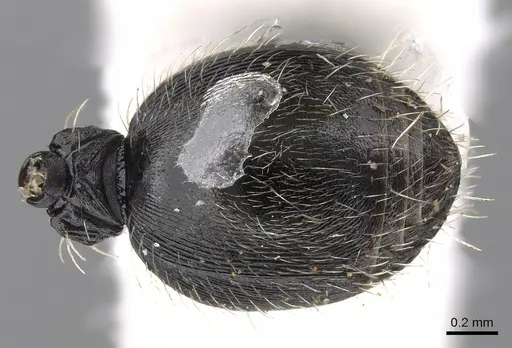 Procryptocerus regularis specimen CASENT0280789 image casent0280789_2