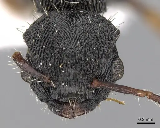 Procryptocerus regularis specimen CASENT0280789 image casent0280789_3
