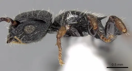 Procryptocerus regularis specimen CASENT0280789 image casent0280789_4