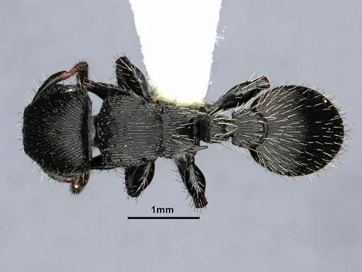 Procryptocerus regularis specimen CASENT0884229 image casent0884229_1