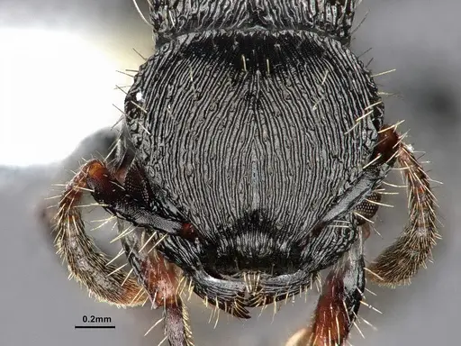 Procryptocerus regularis specimen CASENT0884229 image casent0884229_3
