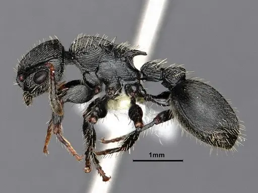 Procryptocerus regularis specimen CASENT0884229 image casent0884229_4