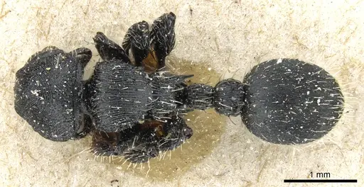 Procryptocerus regularis specimen CASENT0904890 image casent0904890_1