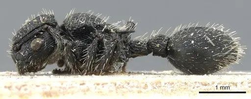 Procryptocerus regularis specimen CASENT0904890 image casent0904890_3