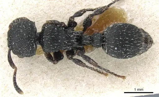 Procryptocerus regularis specimen CASENT0904891 image casent0904891_1