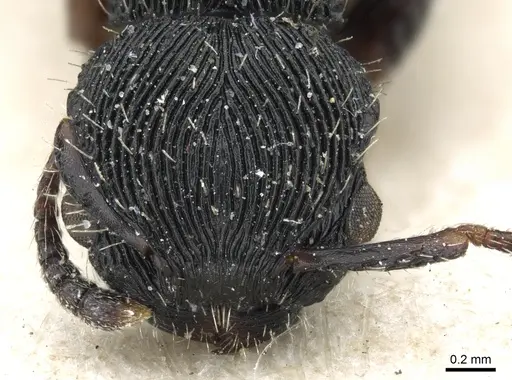 Procryptocerus regularis specimen CASENT0904891 image casent0904891_2