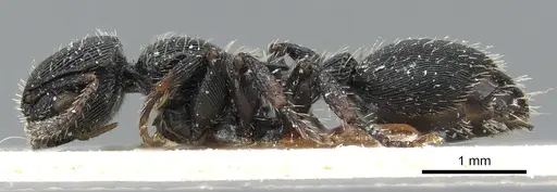 Procryptocerus regularis specimen CASENT0904891 image casent0904891_3